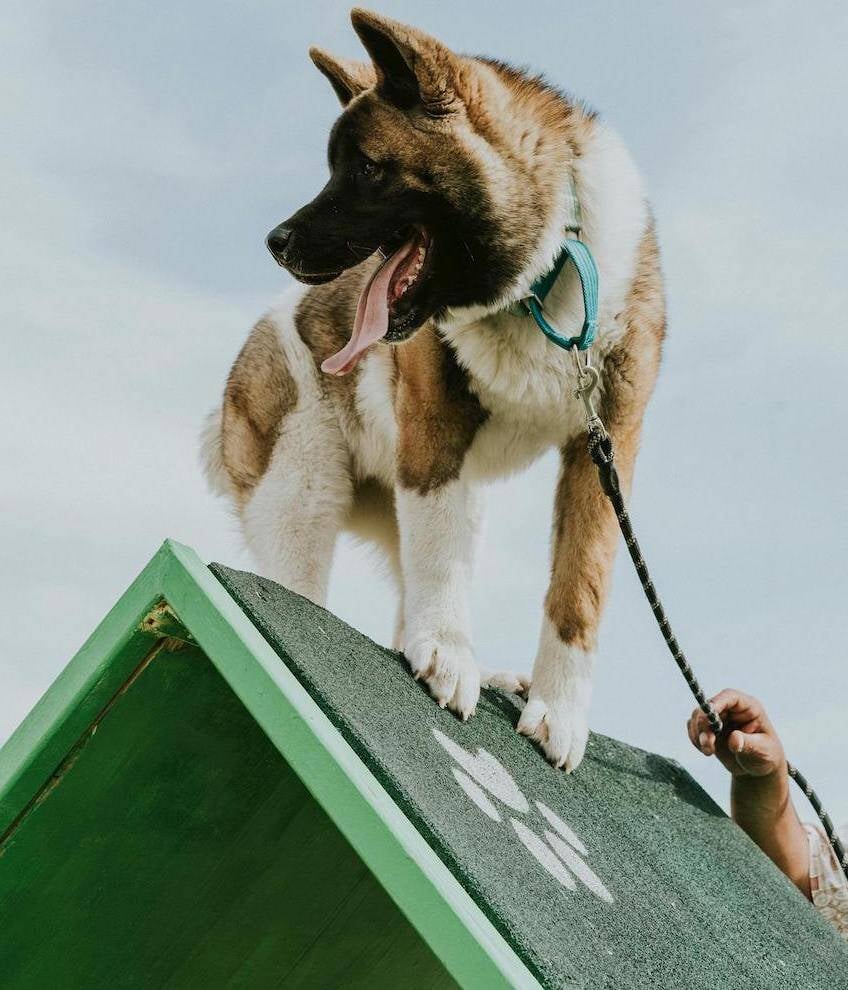 dog stands on a-frame dog agility equipment