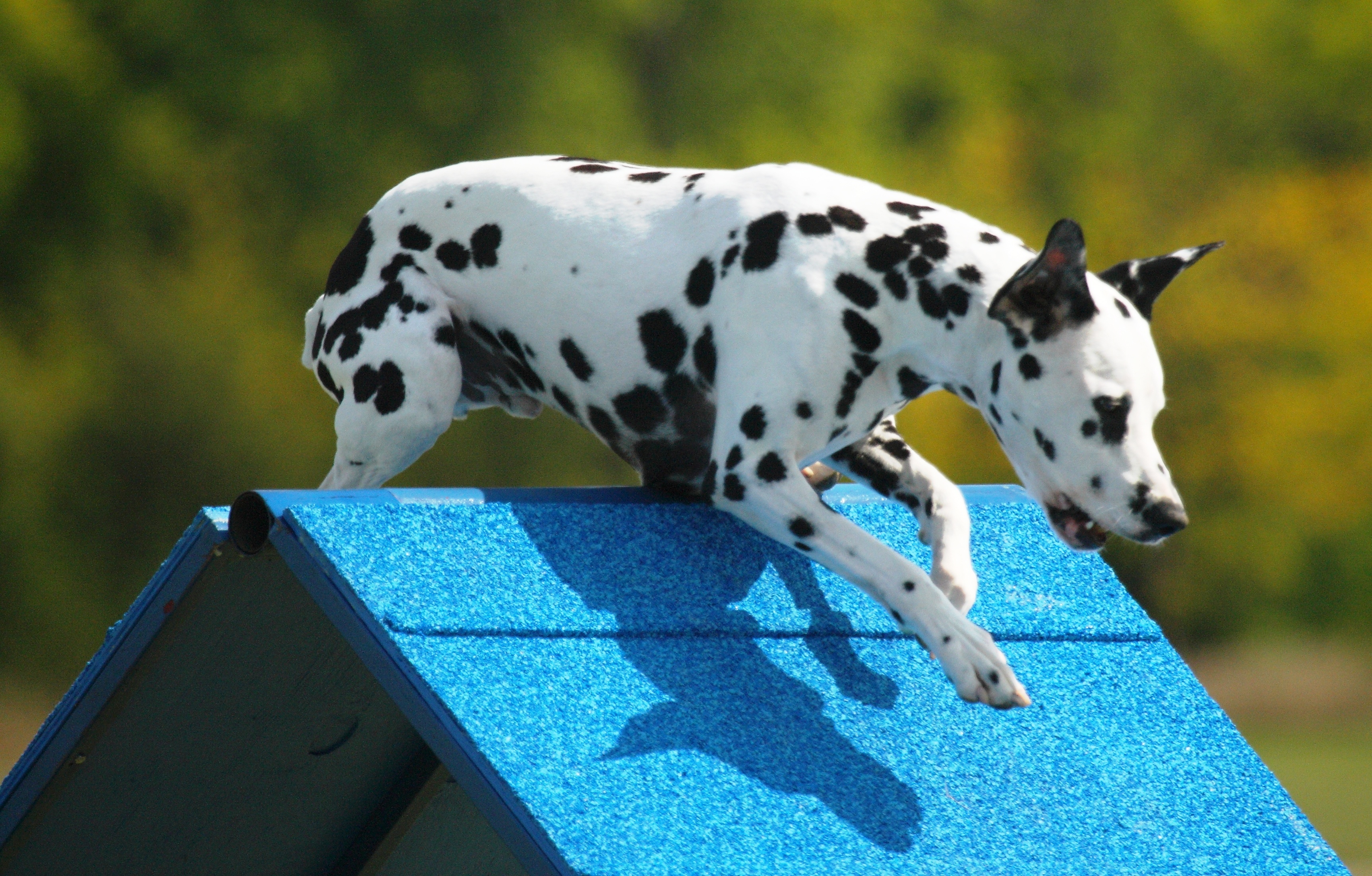 K9 Dog Agility Rubber Surfacing Materials From American Recycling Center